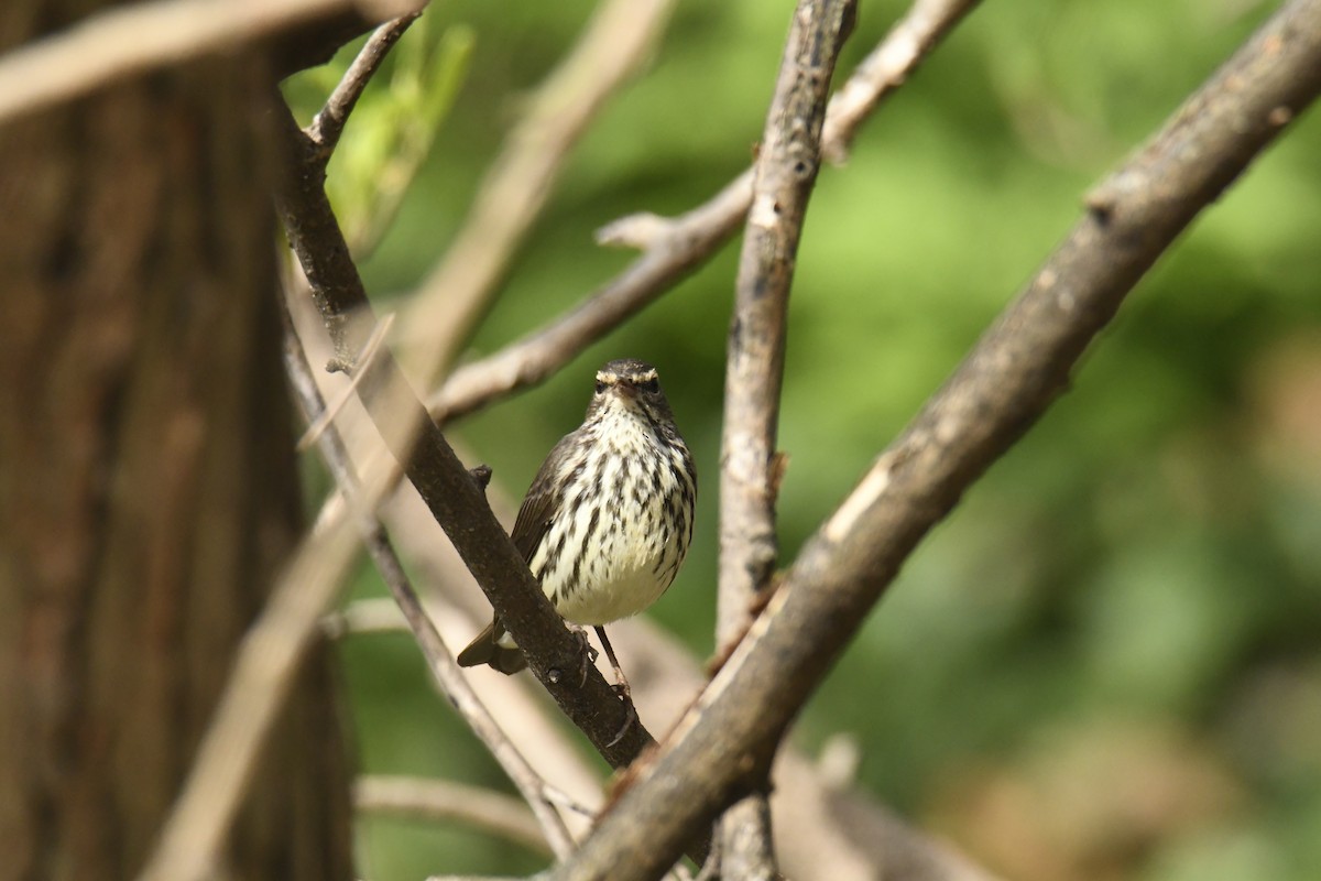 Northern Waterthrush - ML628832798