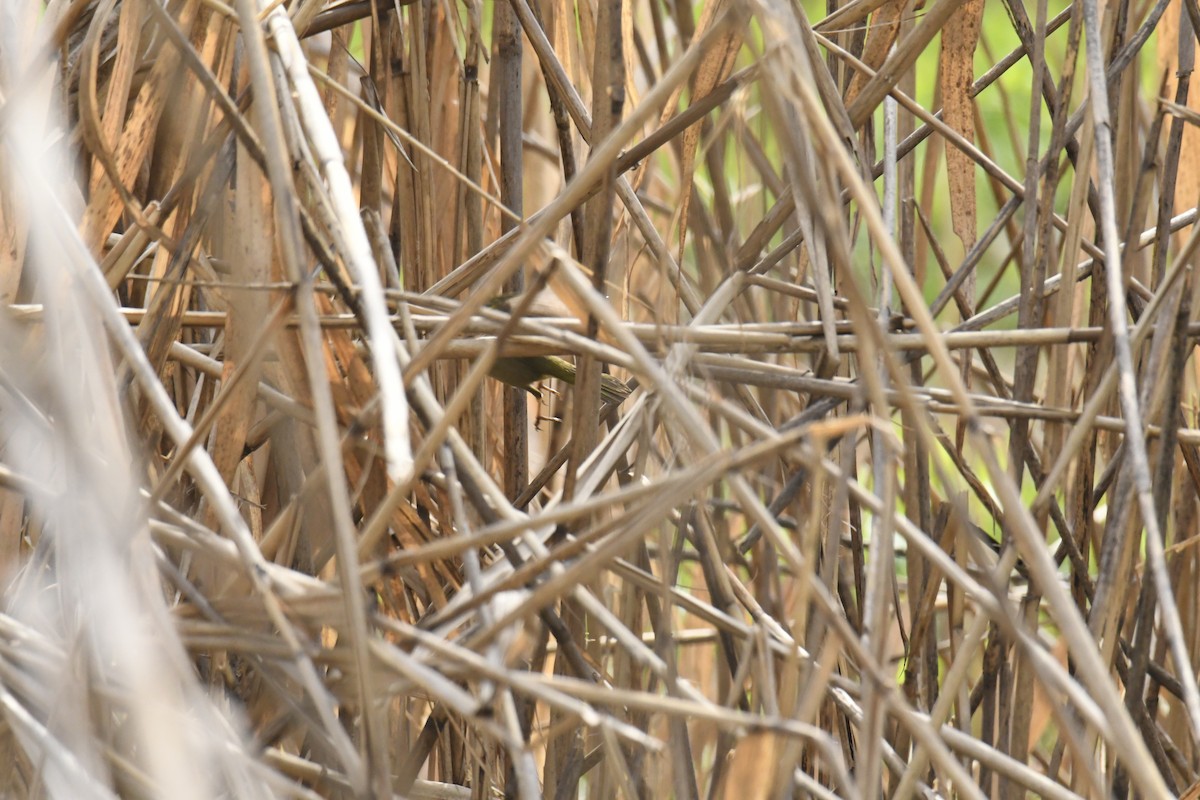 Common Yellowthroat - ML628832808