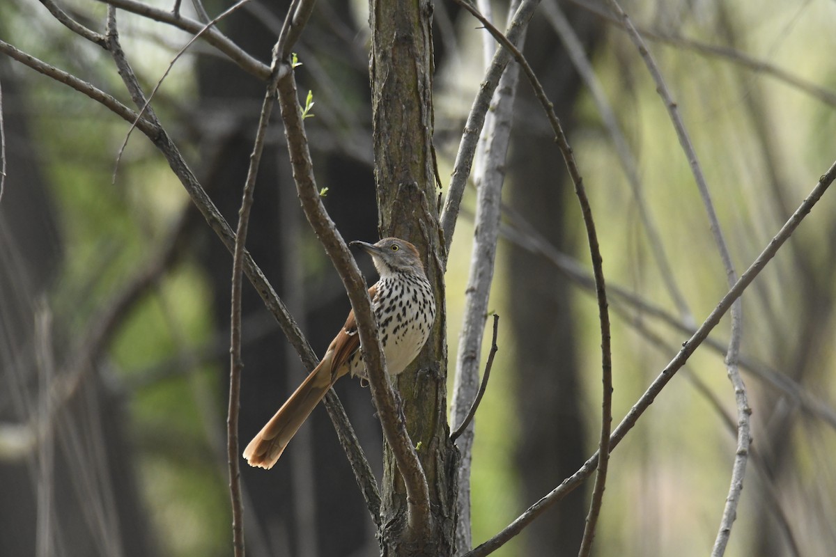 Brown Thrasher - ML628832822