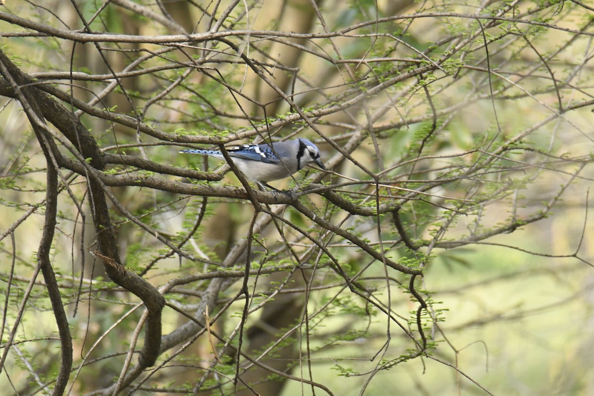 Blue Jay - ML628832825