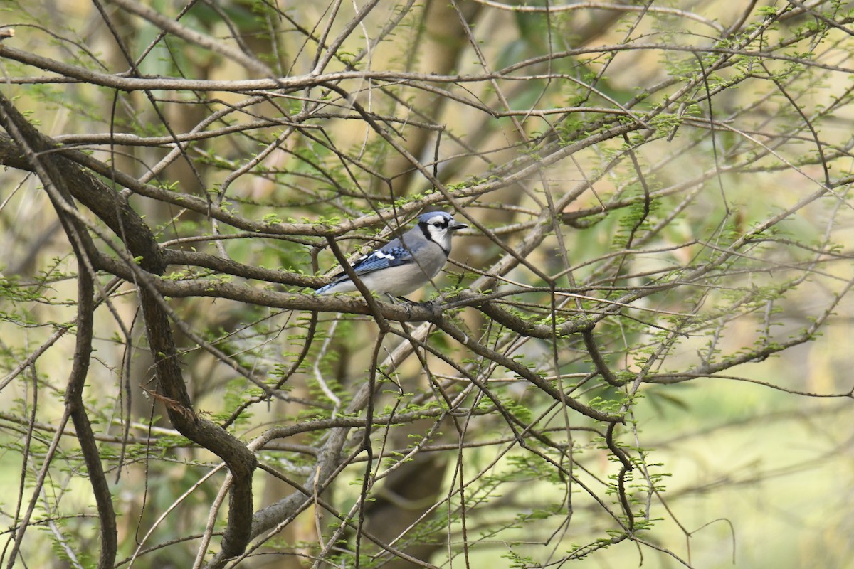 Blue Jay - ML628832828