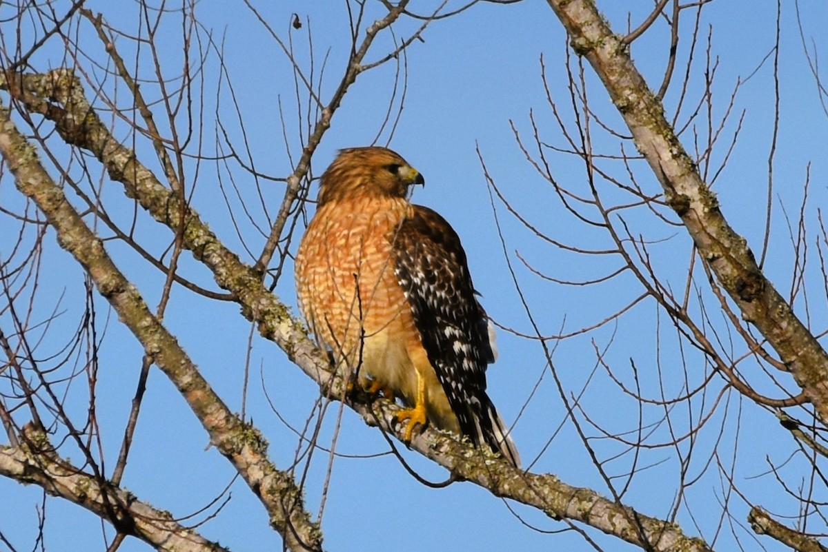 Red-shouldered Hawk - ML628832835