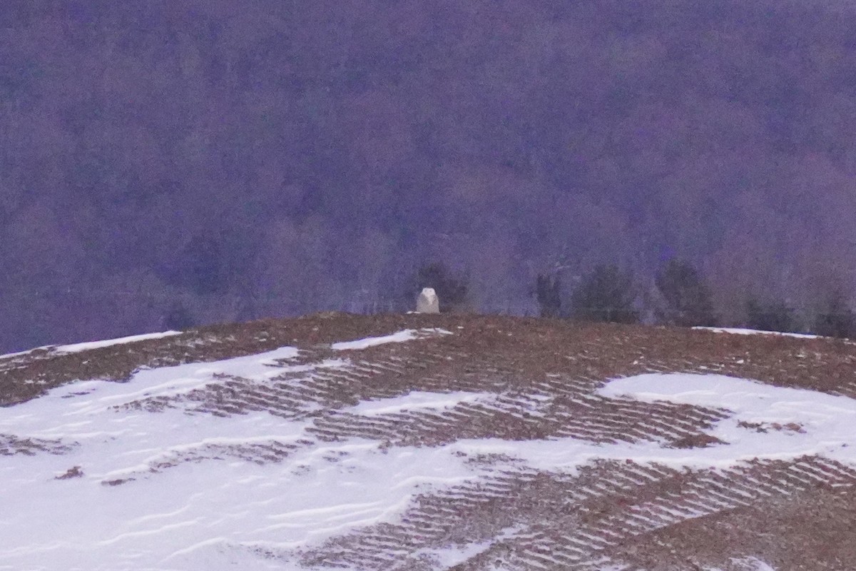 Snowy Owl - Courtney Englar