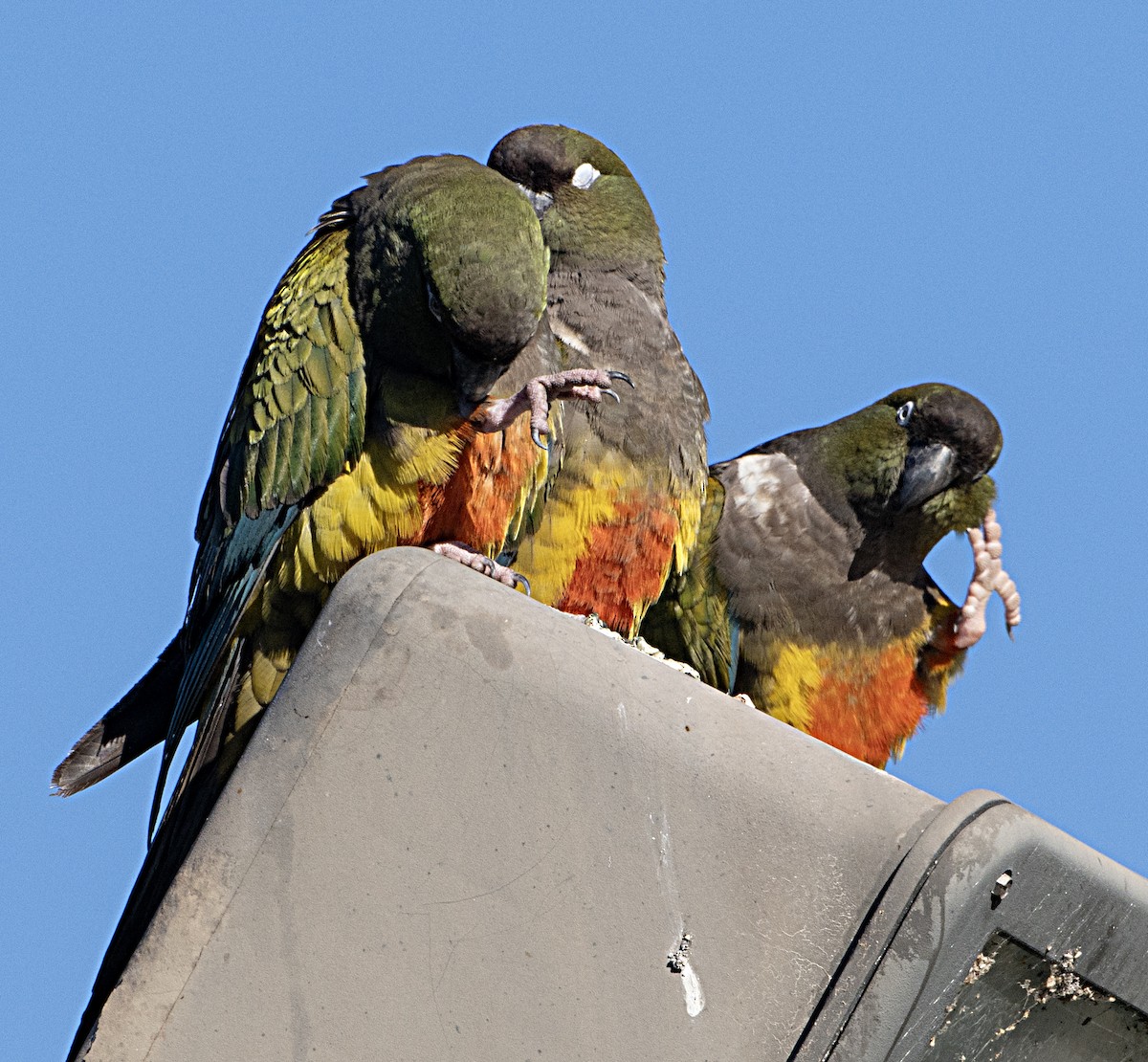 Burrowing Parakeet - ML628832890