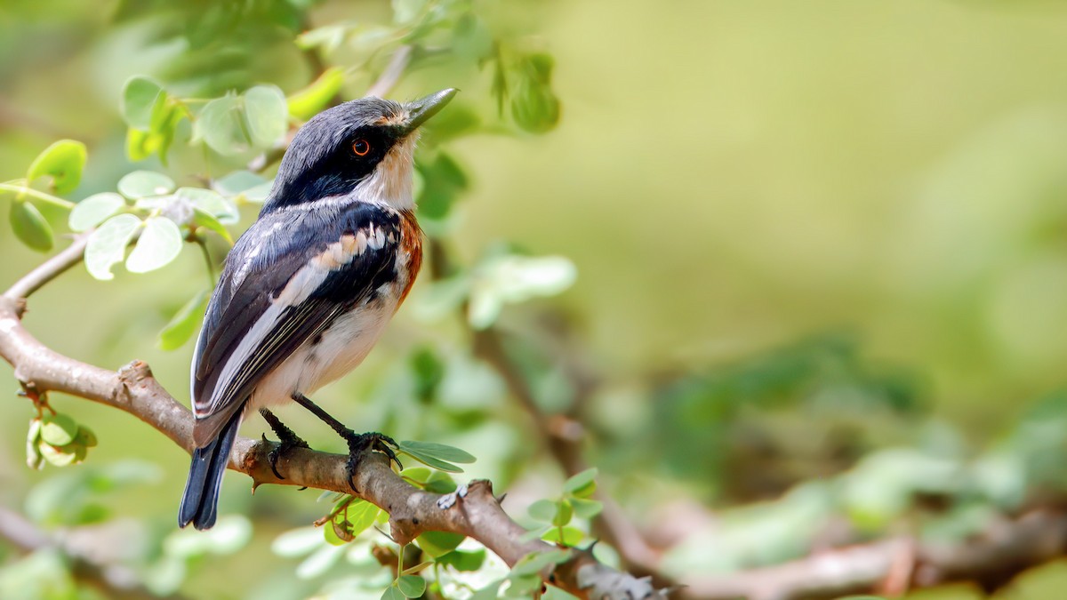 Pygmy Batis - ML628832905