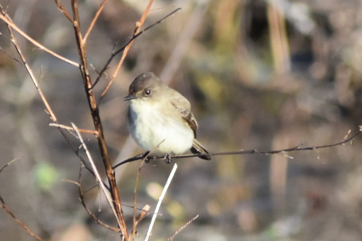 Eastern Phoebe - ML628832944