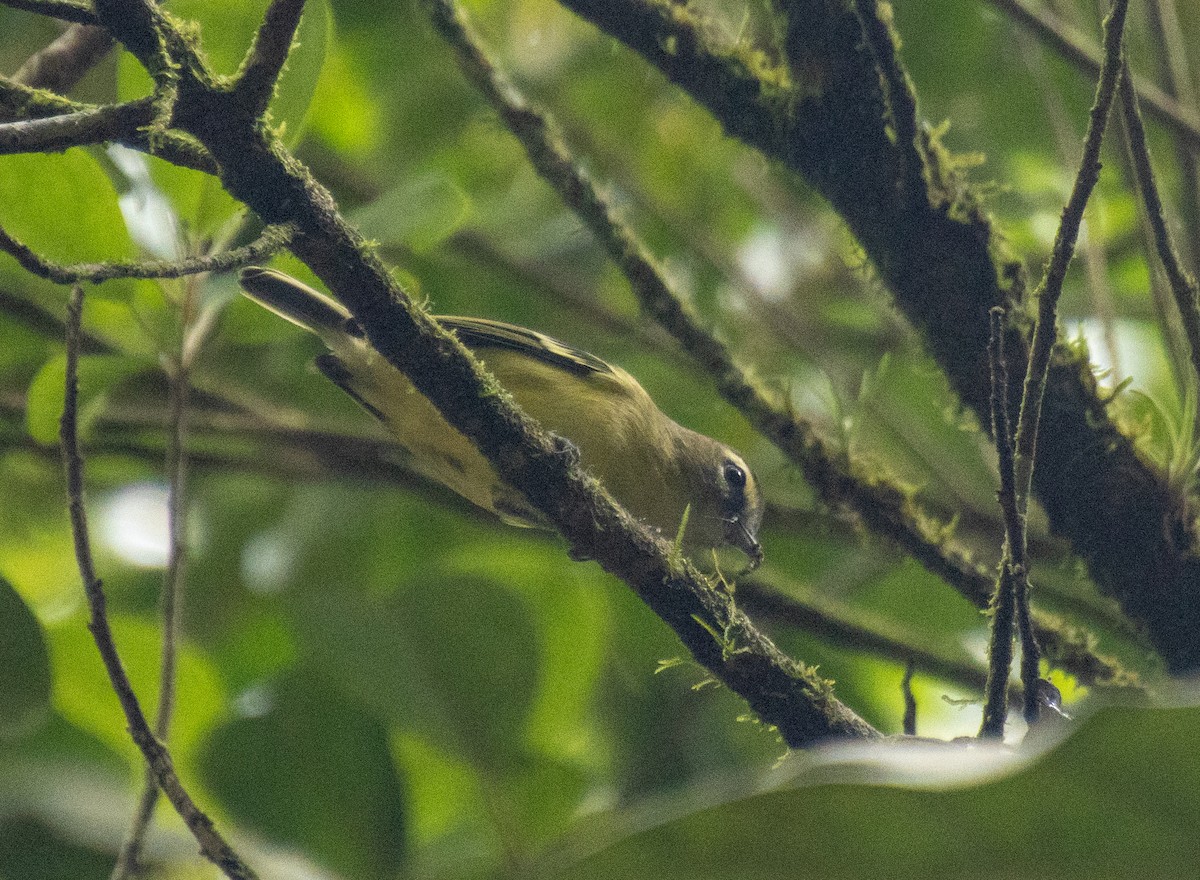 Gelbbindenvireo - ML628832952