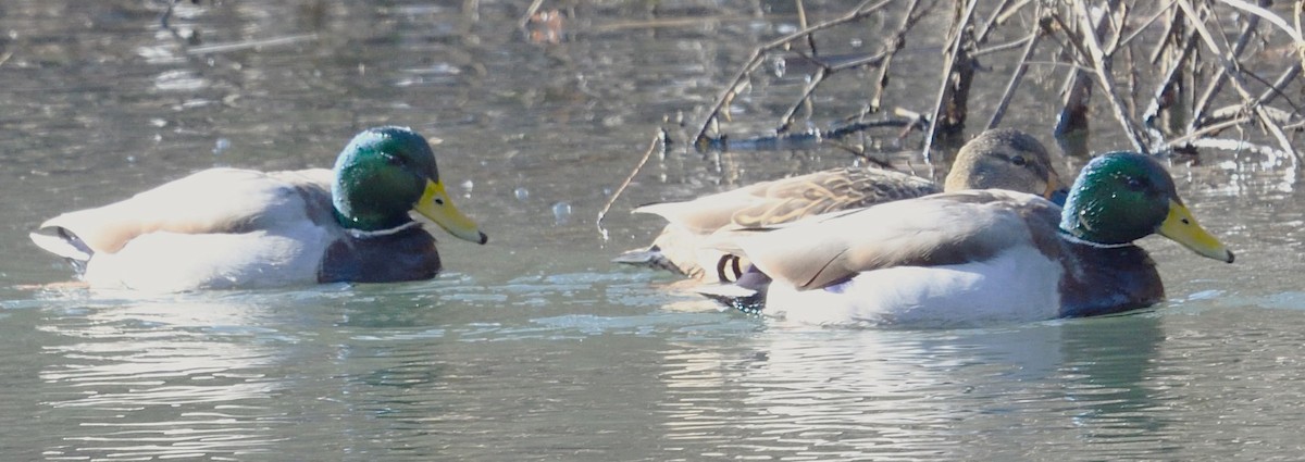 Mallard - ML628832970