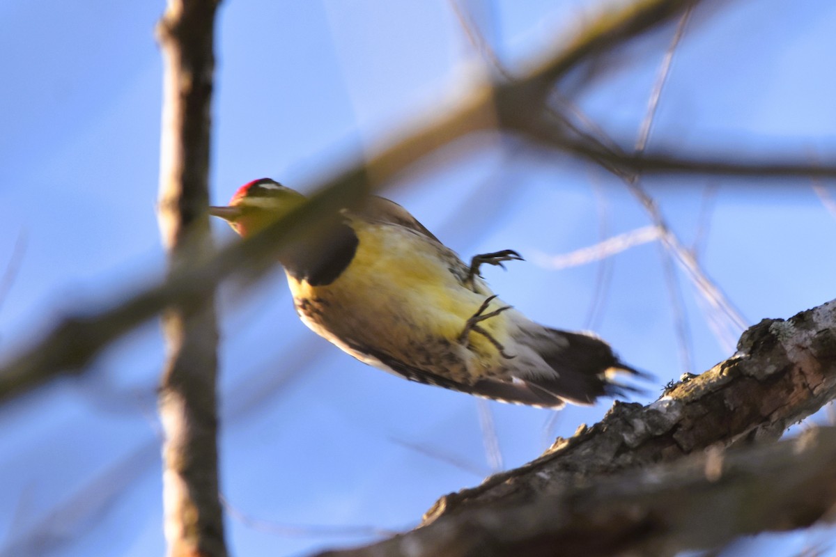 Yellow-bellied Sapsucker - ML628833112