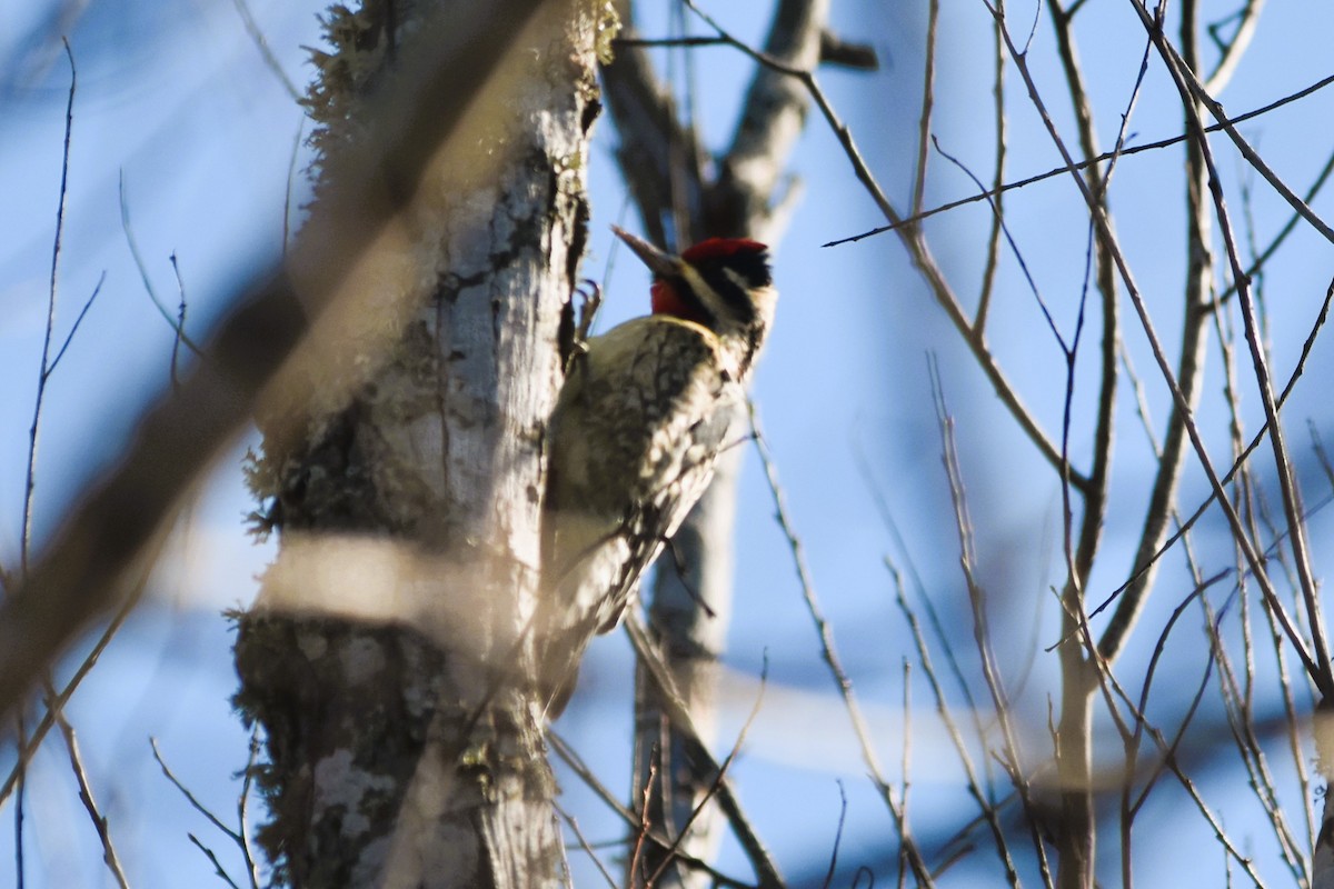 Yellow-bellied Sapsucker - ML628833252