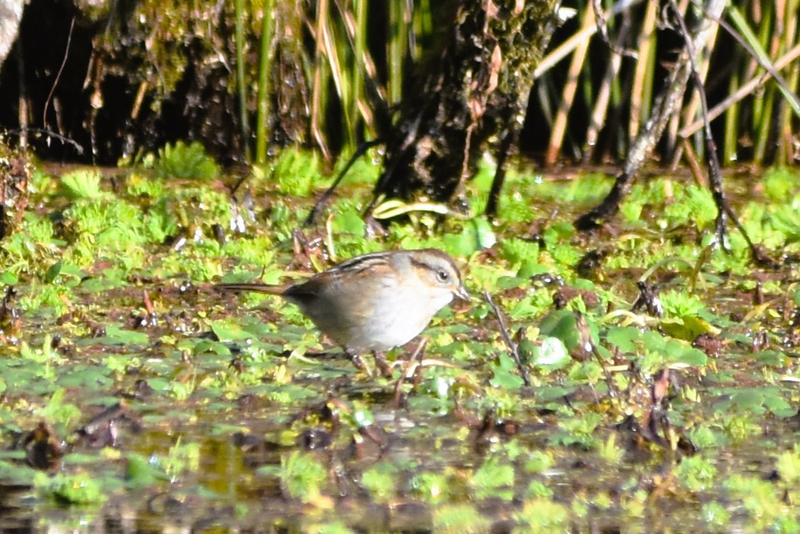 Swamp Sparrow - ML628833356