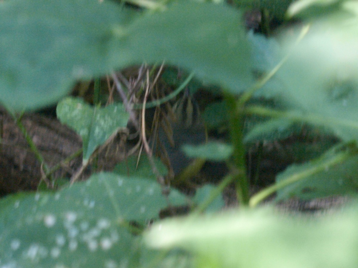 Golden-crowned Warbler - ML628833373