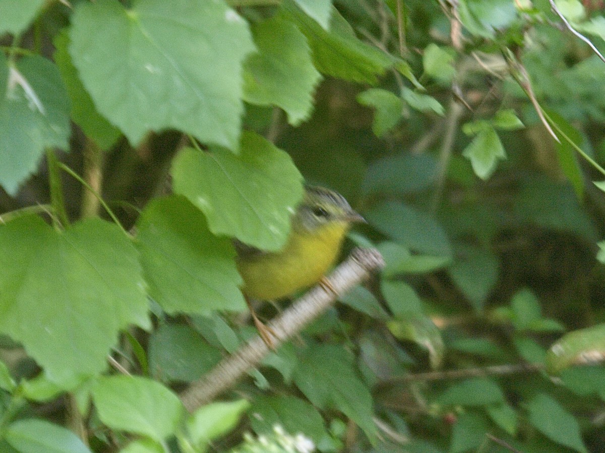 Golden-crowned Warbler - ML628833374