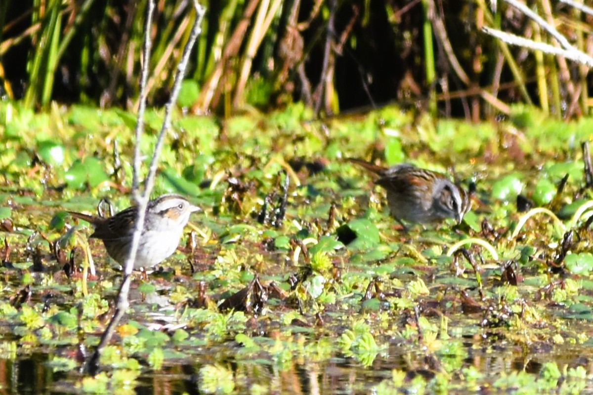 Swamp Sparrow - ML628833483