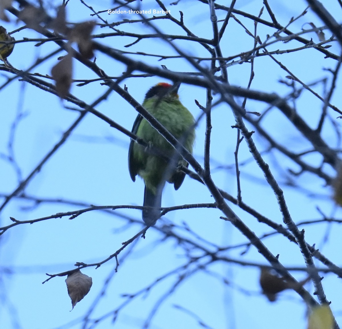 Golden-throated Barbet - ML628833666