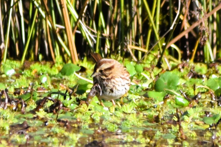 Song Sparrow - ML628833699