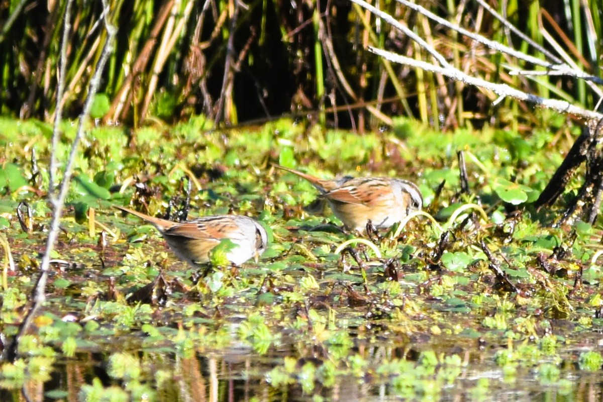 Swamp Sparrow - ML628833772