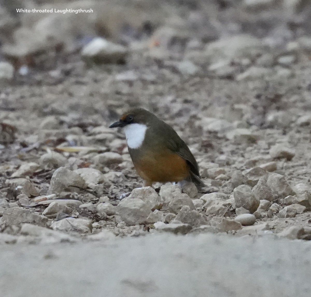 White-throated Laughingthrush - ML628833806