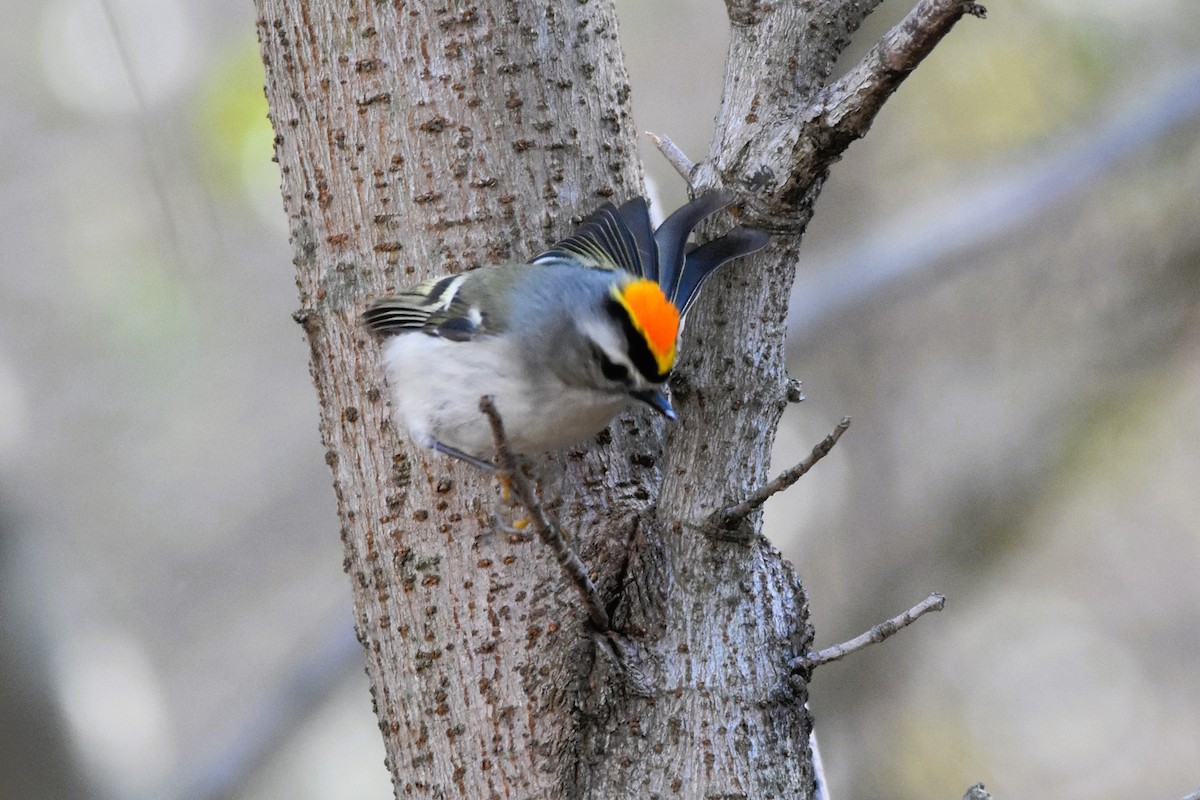 Golden-crowned Kinglet - ML628833812