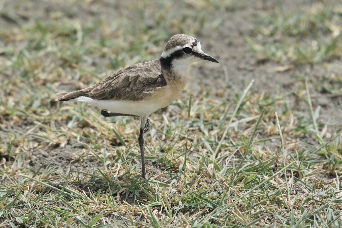 Kittlitz's Plover - ML628833837