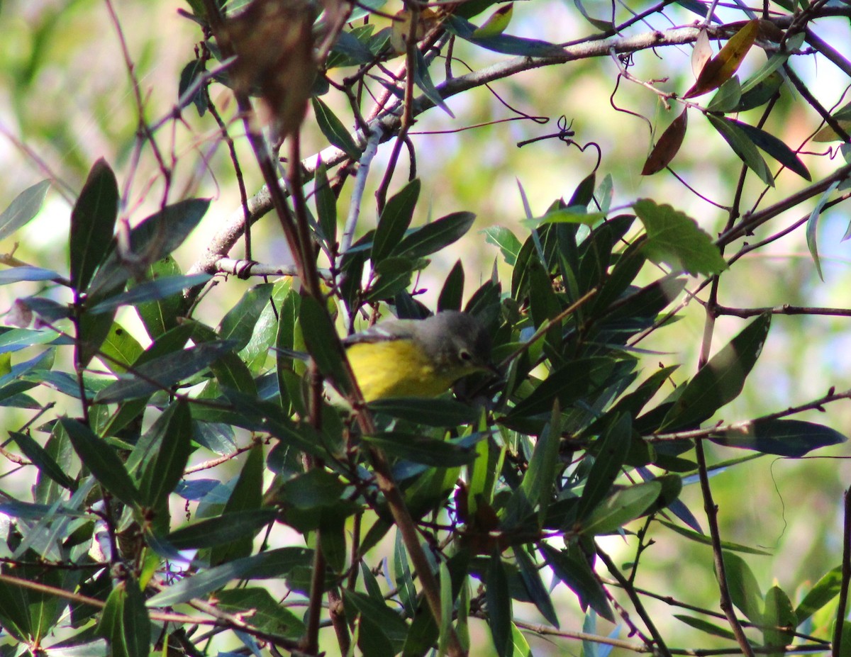 Magnolia Warbler - ML628833883
