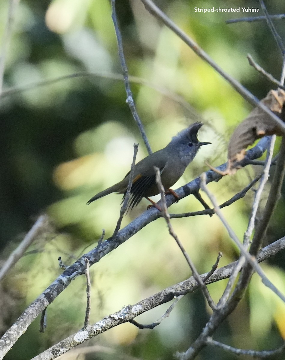 Stripe-throated Yuhina - ML628833909