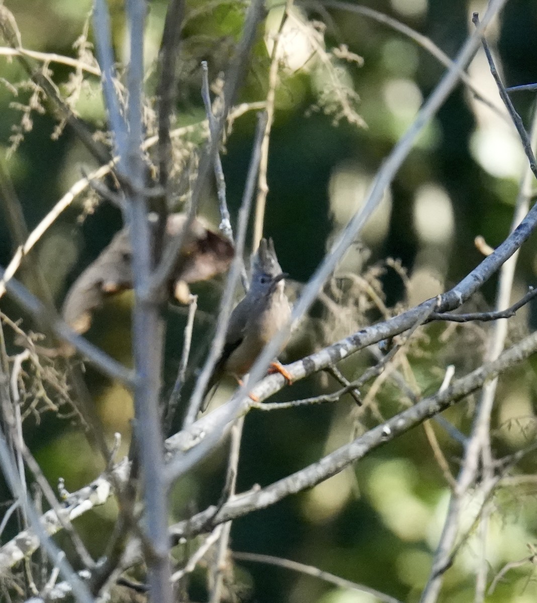 Stripe-throated Yuhina - ML628833930