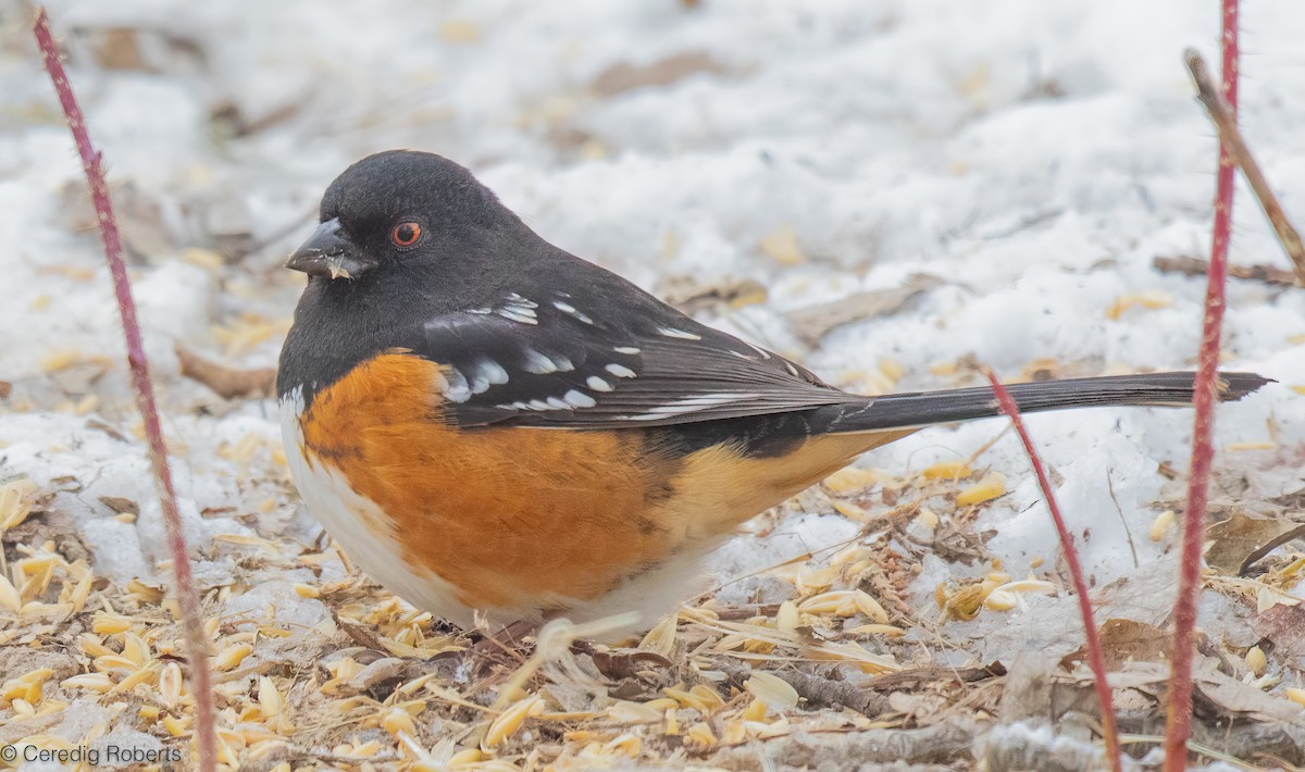 Spotted Towhee - ML628833935