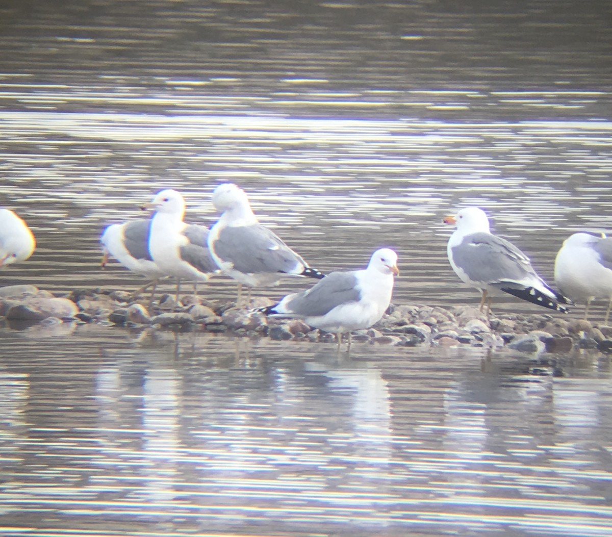 California Gull - ML628834055