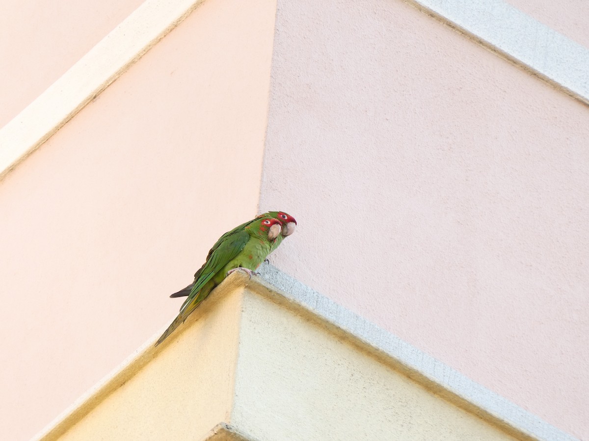 Mitred Parakeet - ML628834060