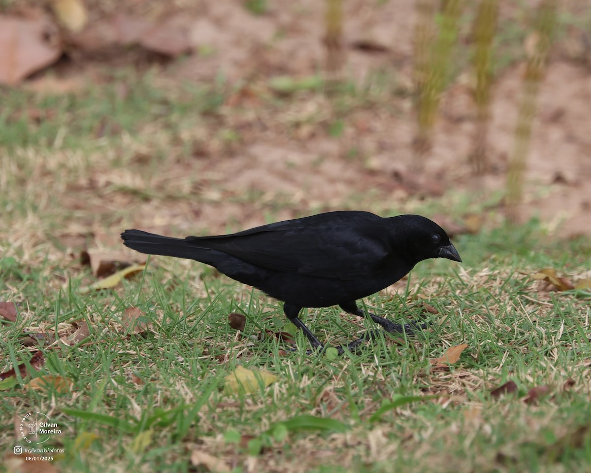 Shiny Cowbird - ML628834061