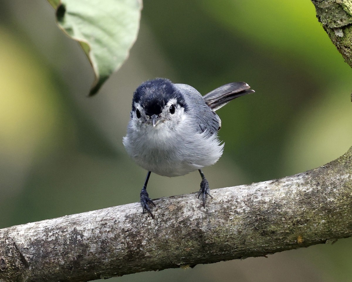 White-browed Gnatcatcher - ML628834106