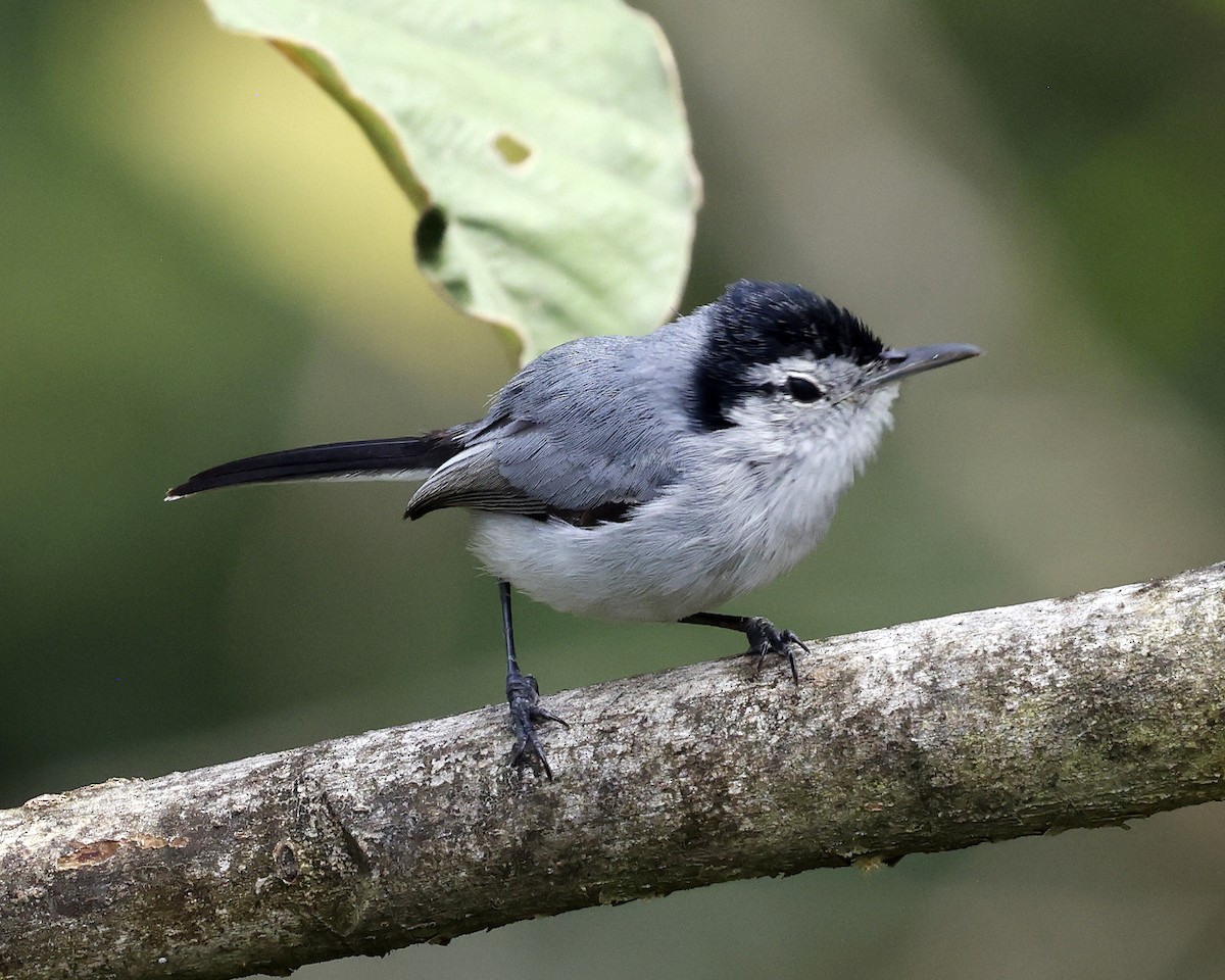 White-browed Gnatcatcher - ML628834173