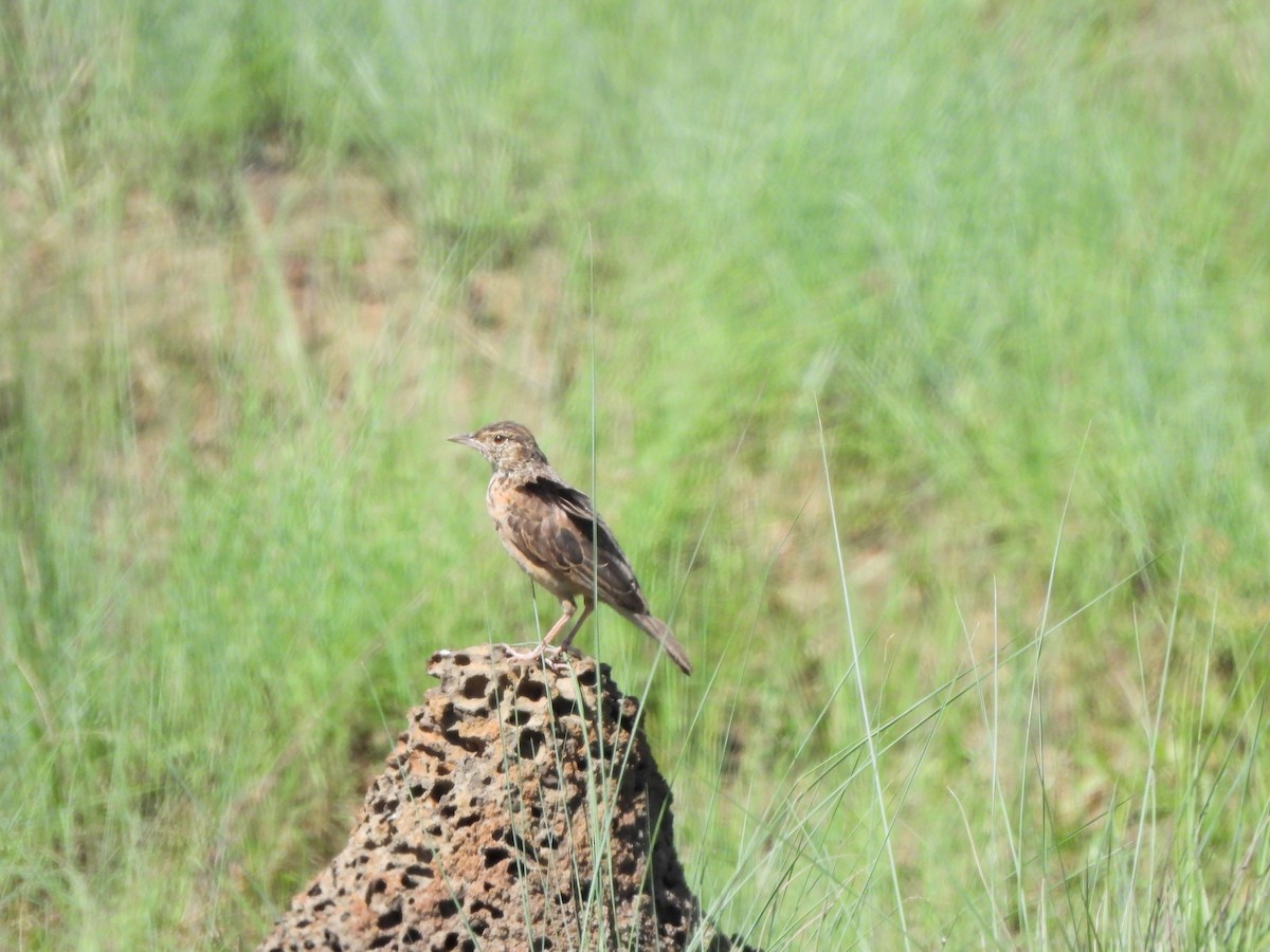 Rufous-naped Lark - ML628834397