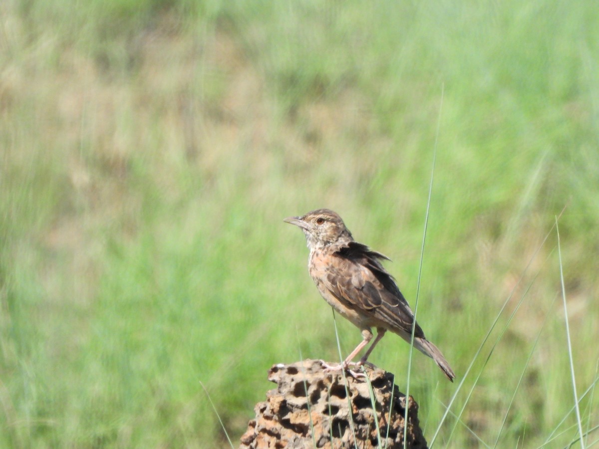 Rufous-naped Lark - ML628834398