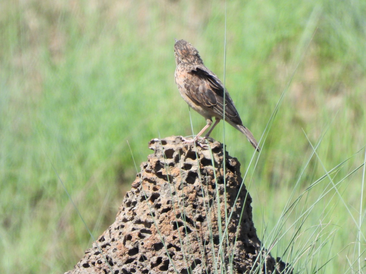 Rufous-naped Lark - ML628834399