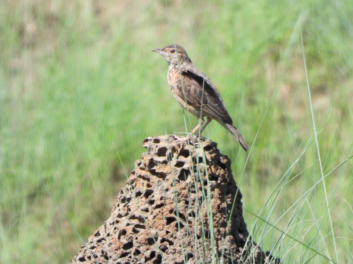 Rufous-naped Lark - ML628834400