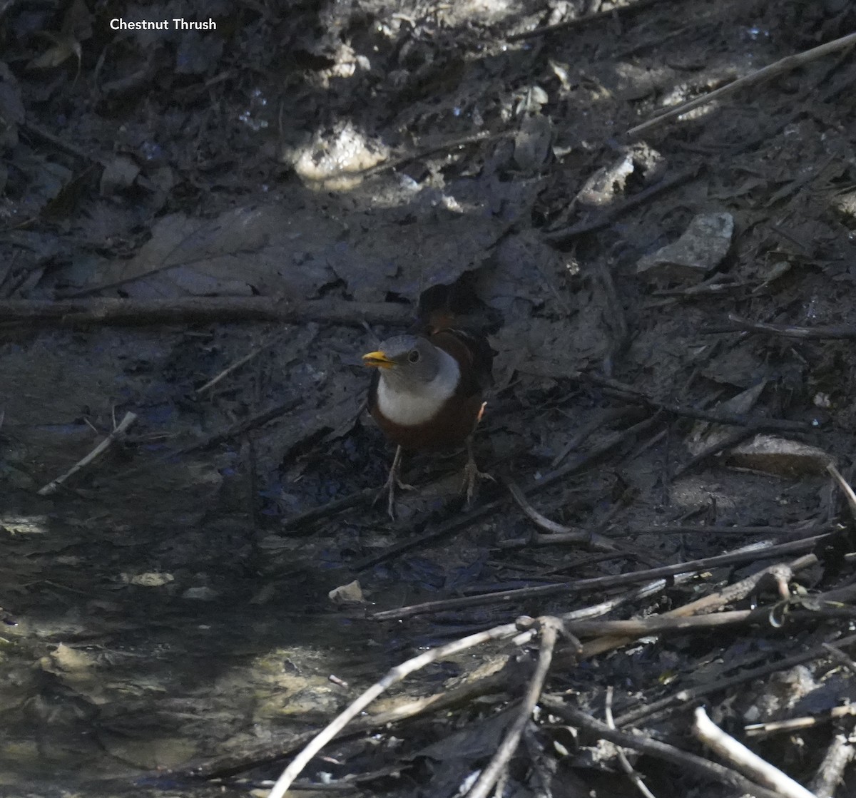 Chestnut Thrush - ML628834416