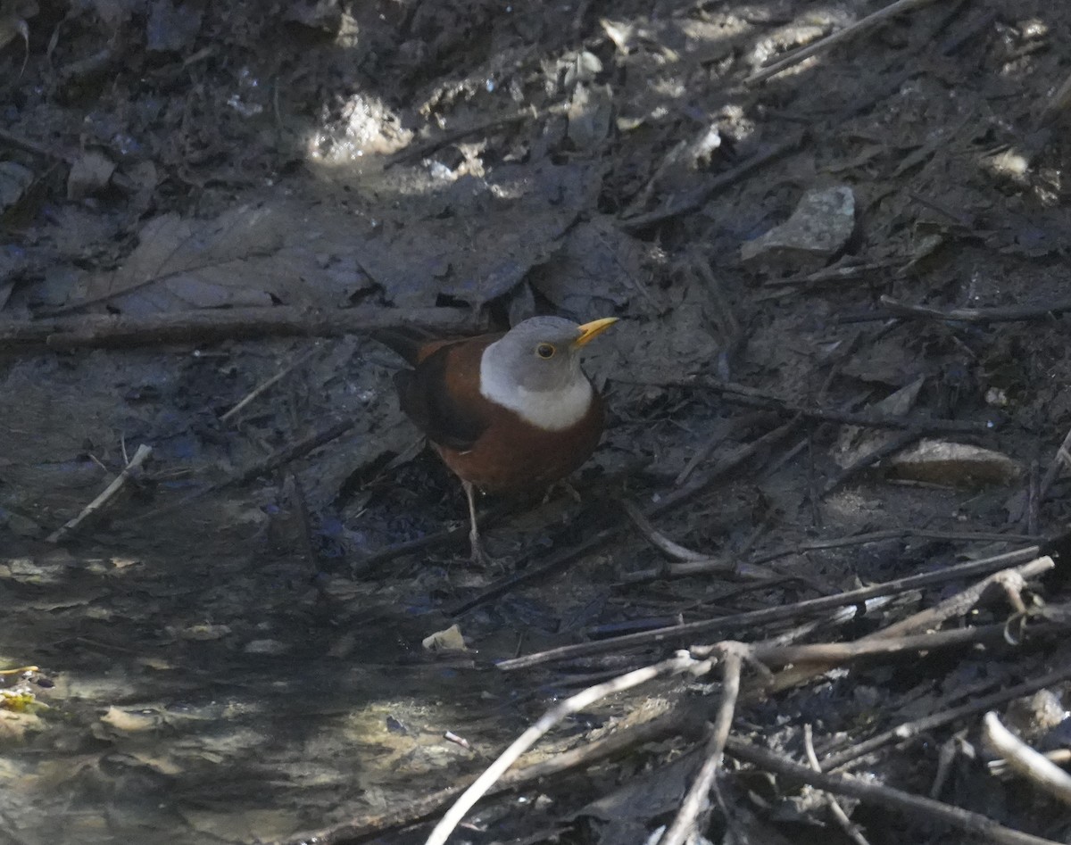 Chestnut Thrush - ML628834541