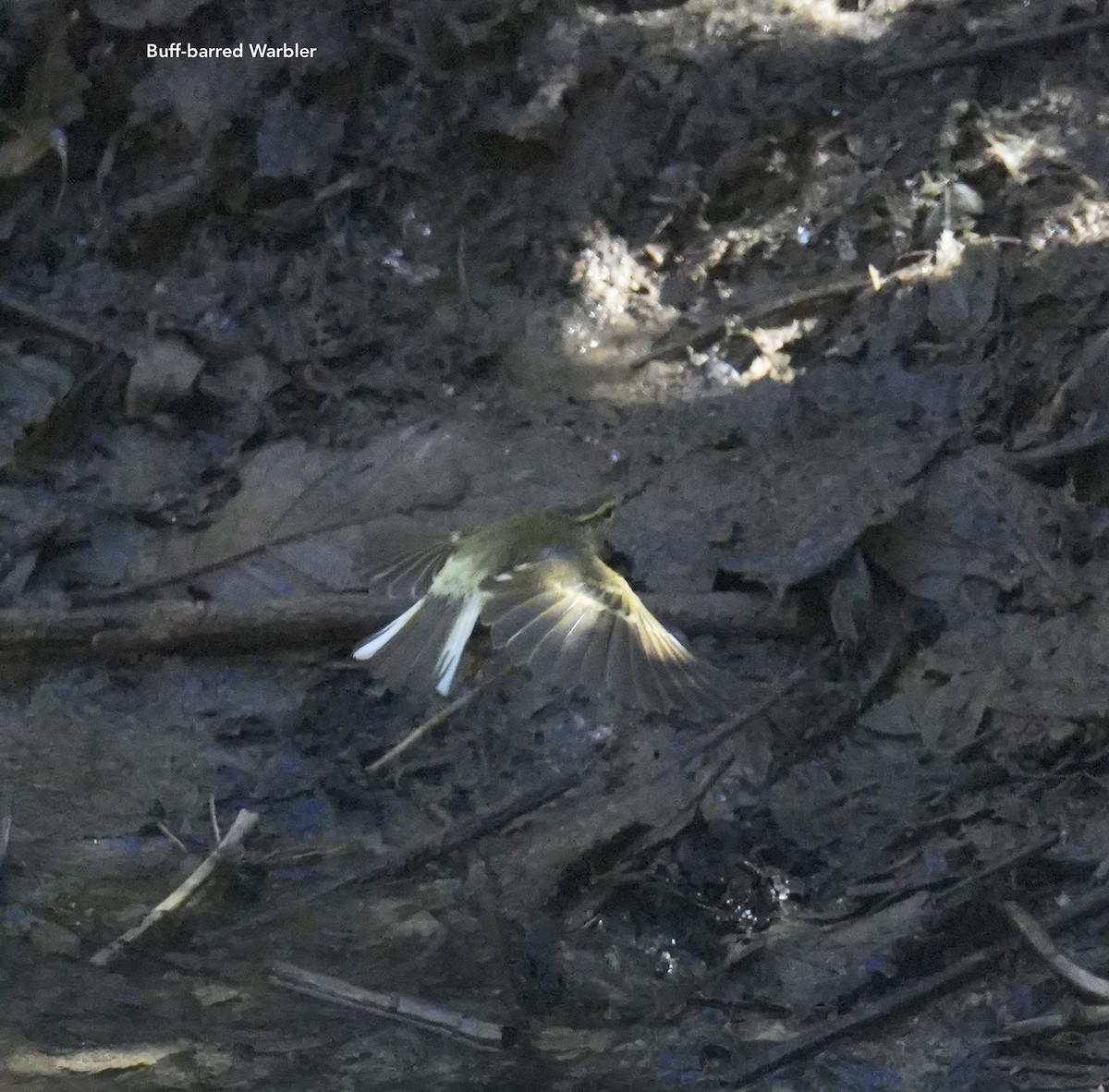 Buff-barred Warbler - ML628834612