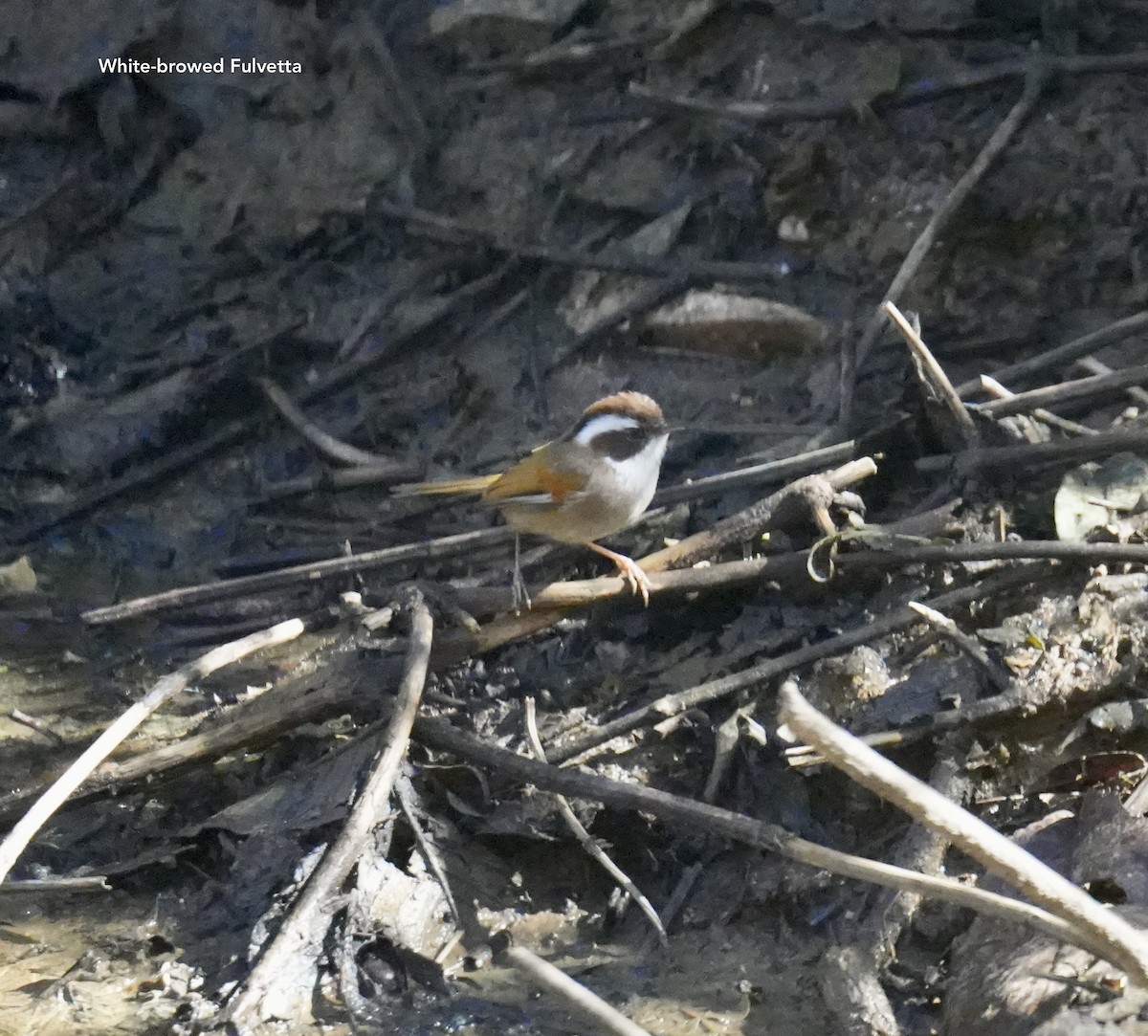 White-browed Fulvetta - ML628834903