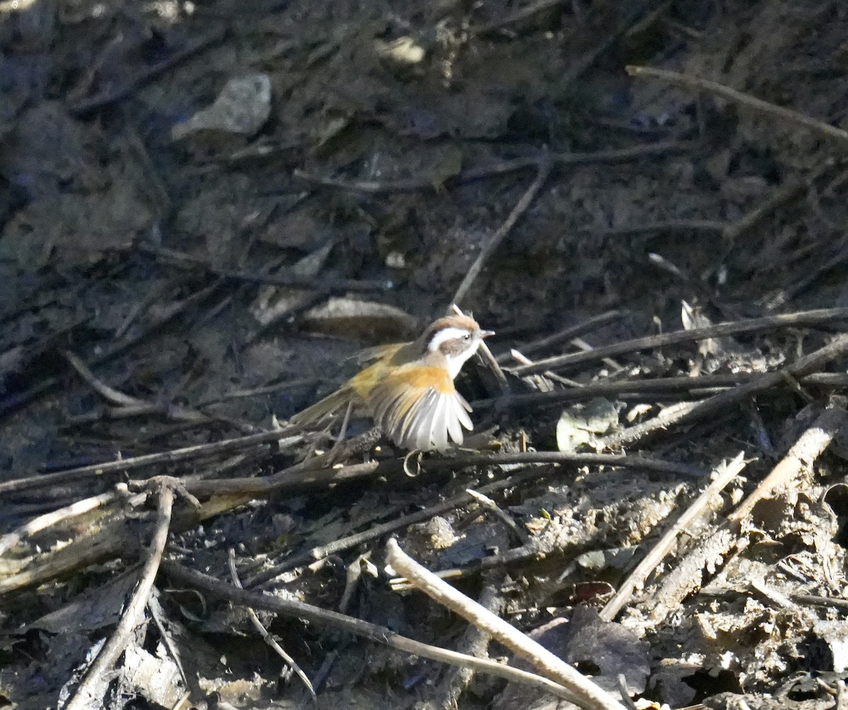 White-browed Fulvetta - ML628834909