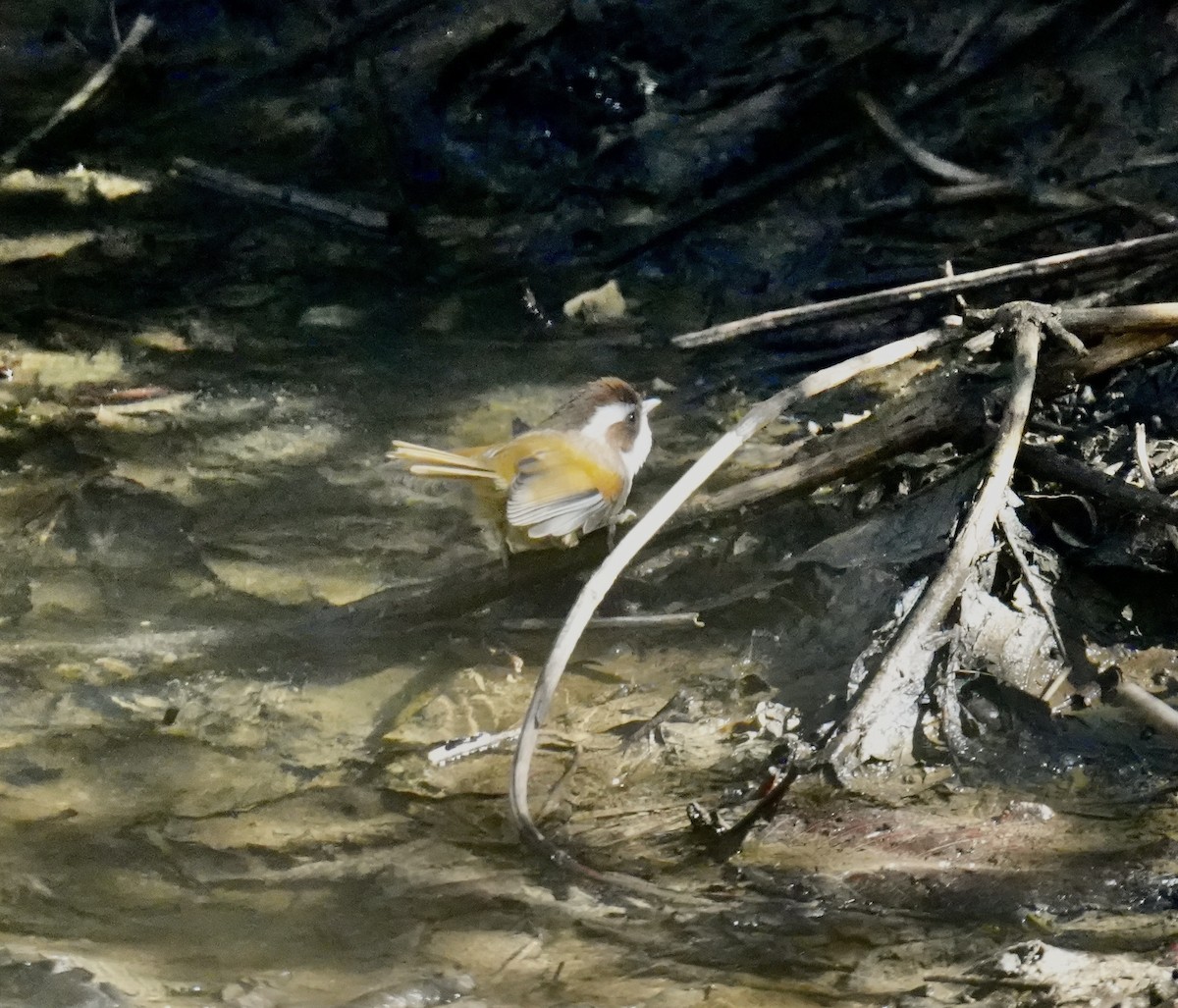 White-browed Fulvetta - ML628834917