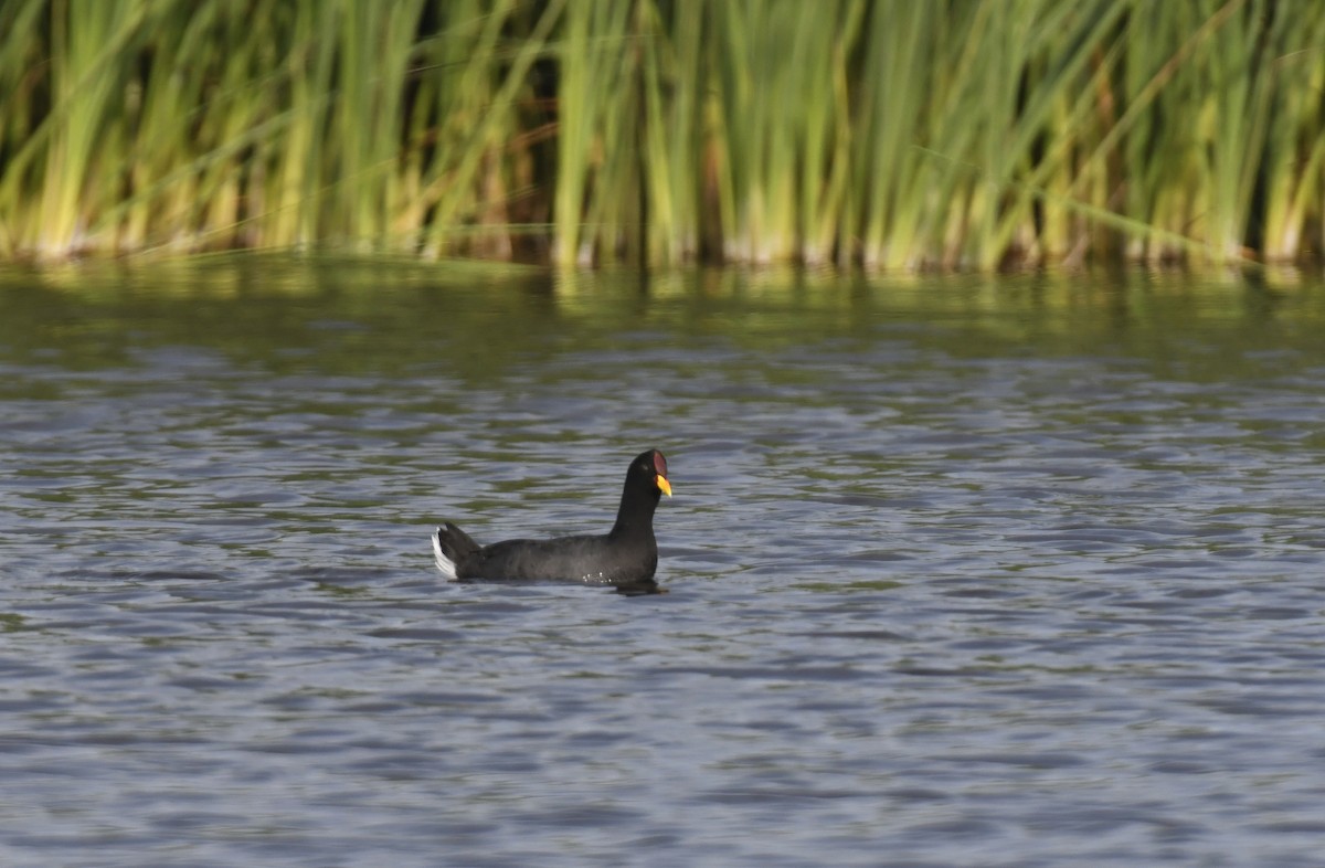 Red-fronted Coot - ML628834928