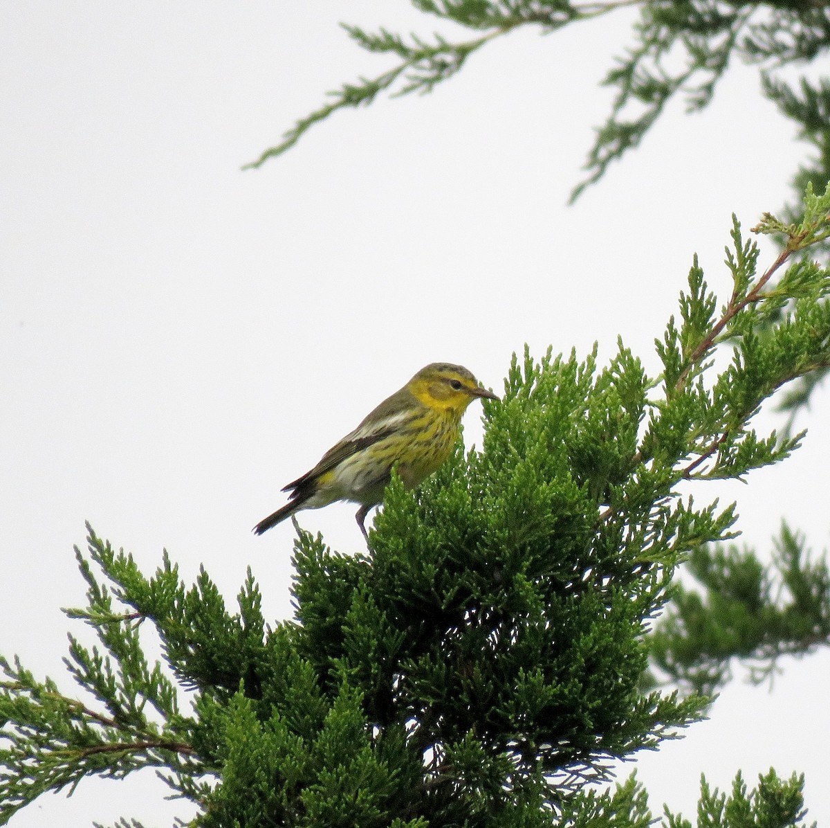 Cape May Warbler - ML628834973