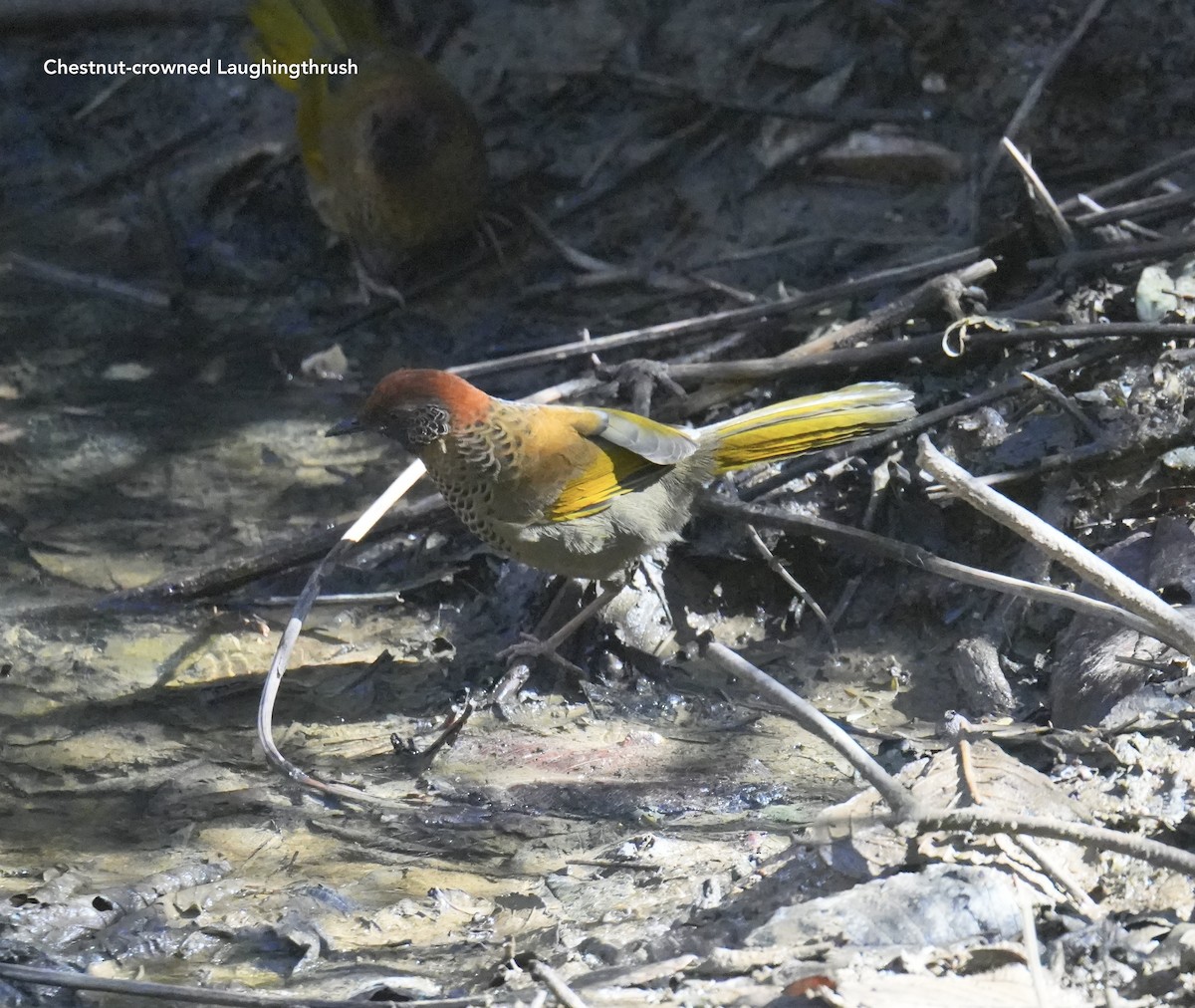 Chestnut-crowned Laughingthrush - ML628835032