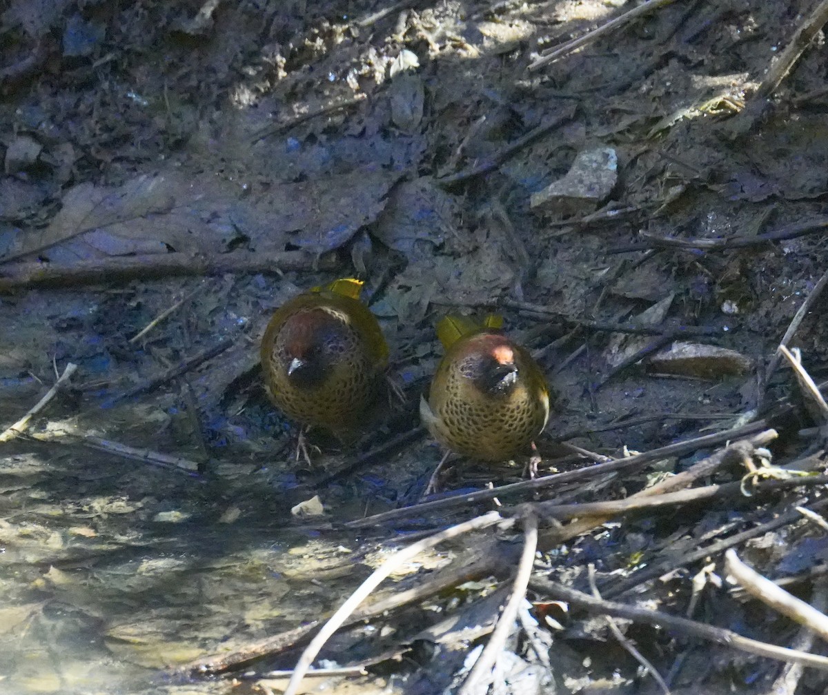 Chestnut-crowned Laughingthrush - ML628835065