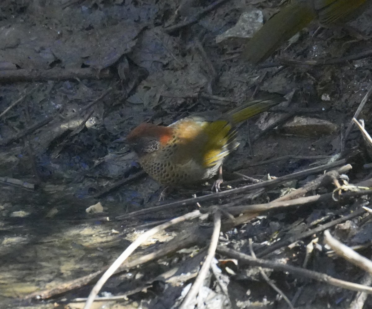 Chestnut-crowned Laughingthrush - ML628835070