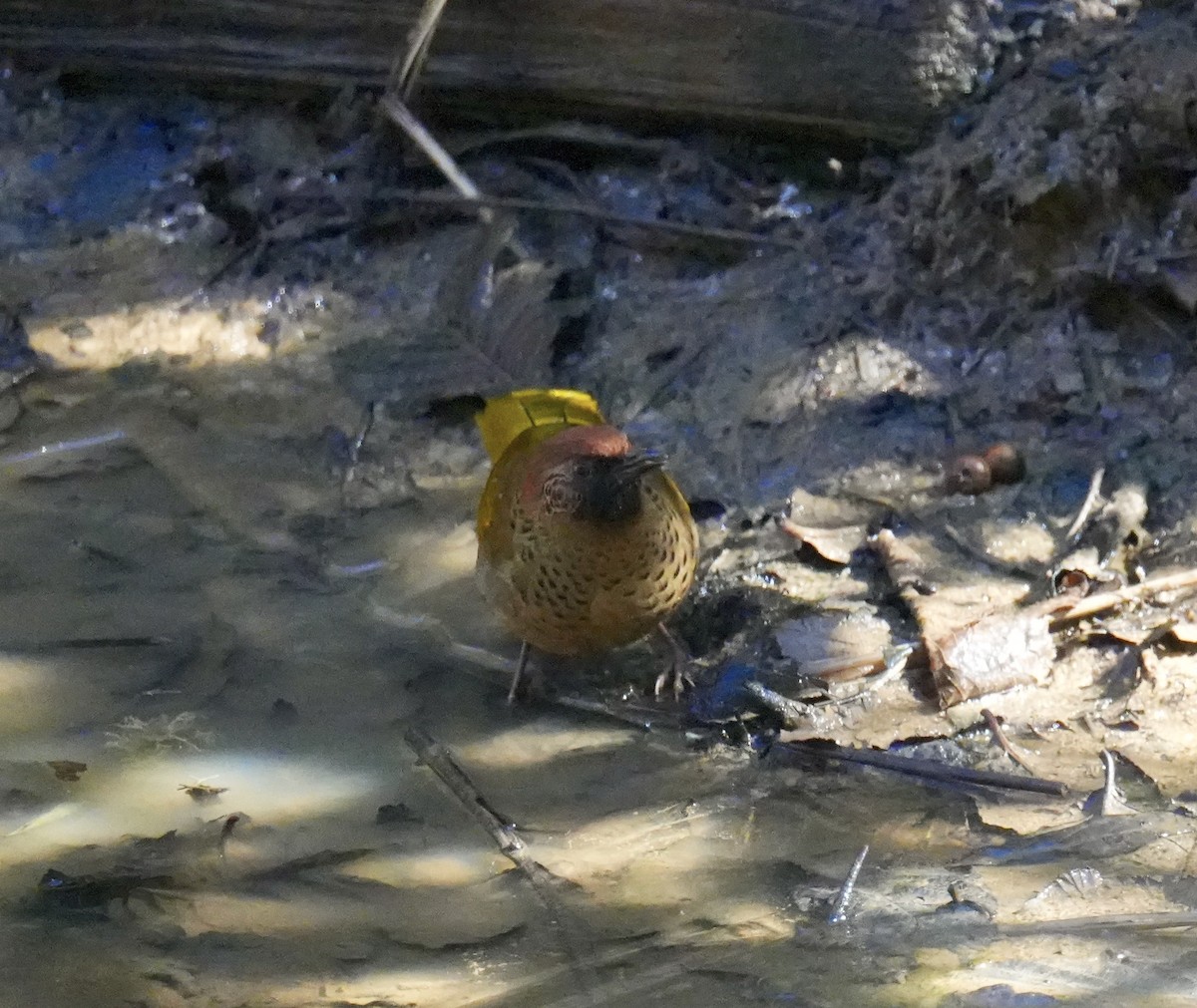 Chestnut-crowned Laughingthrush - ML628835122