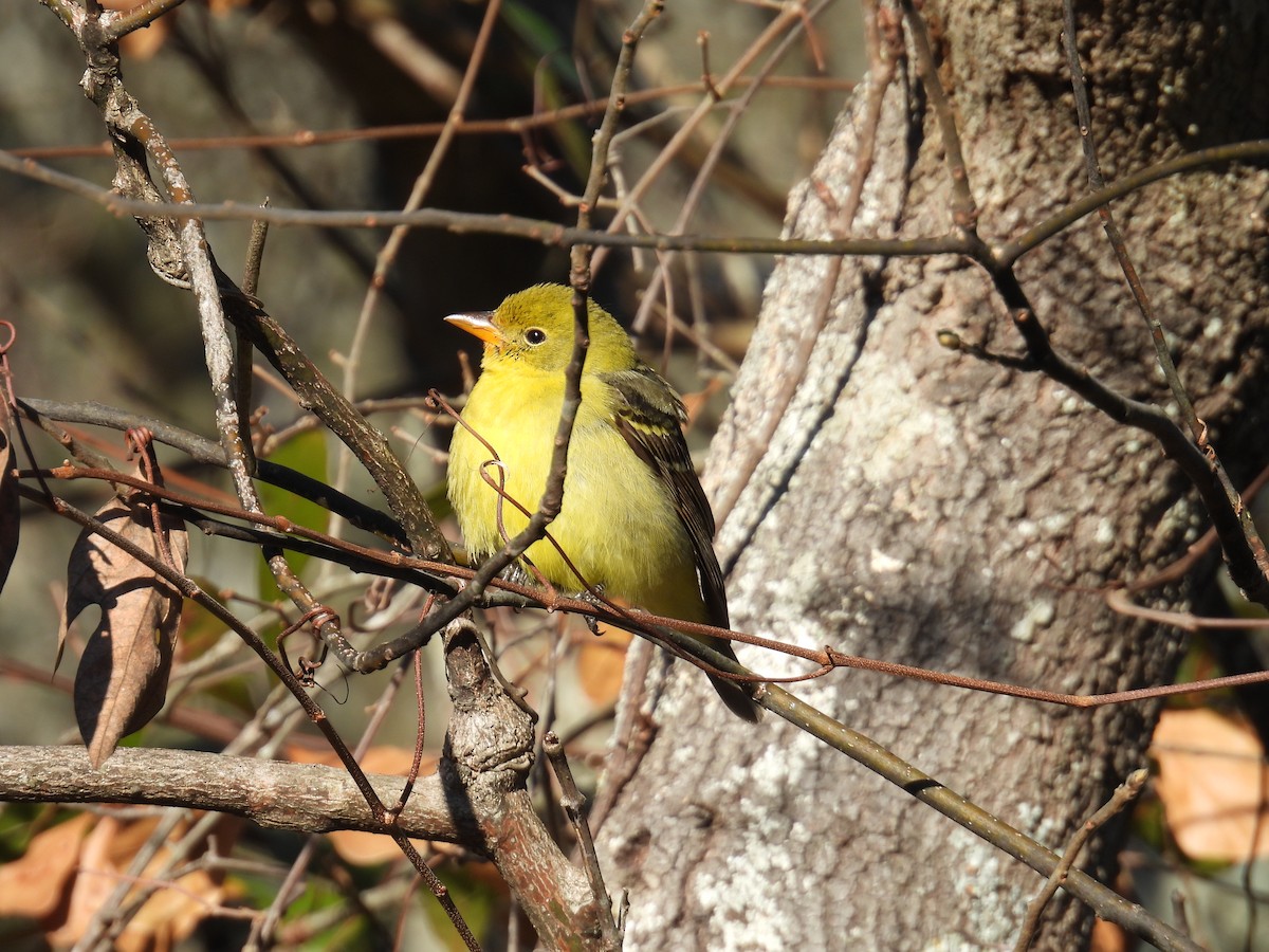 Western Tanager - ML628835330